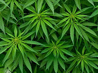 Gardai seize cannabis in Doneg...